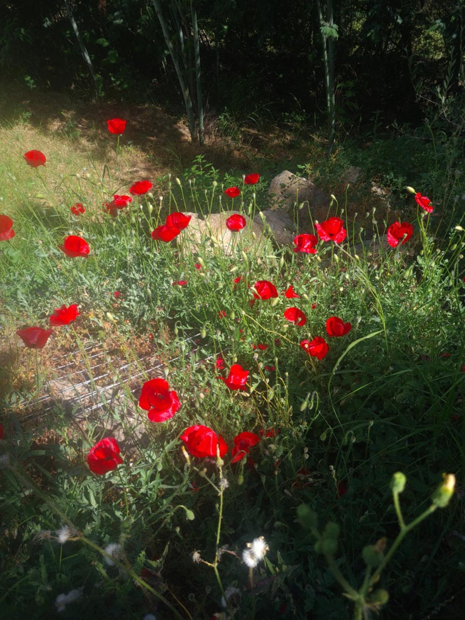 Spitikariotiko Ikarian Cottage Raches  Dış mekan fotoğraf